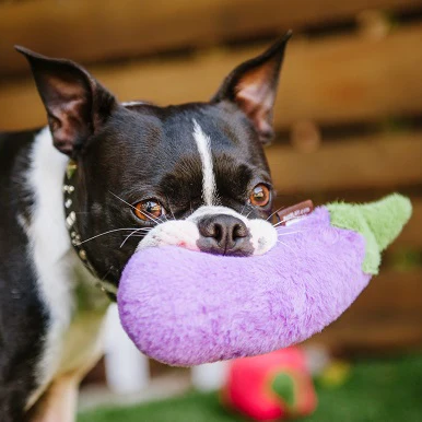 Eggplant Dog Toy