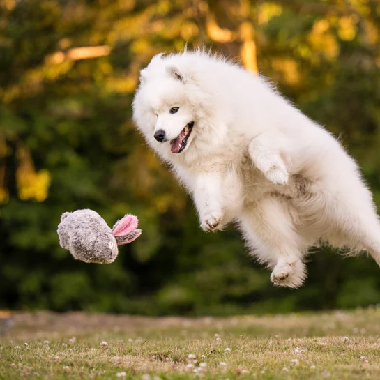 Baxter the Bunny Dog Toy