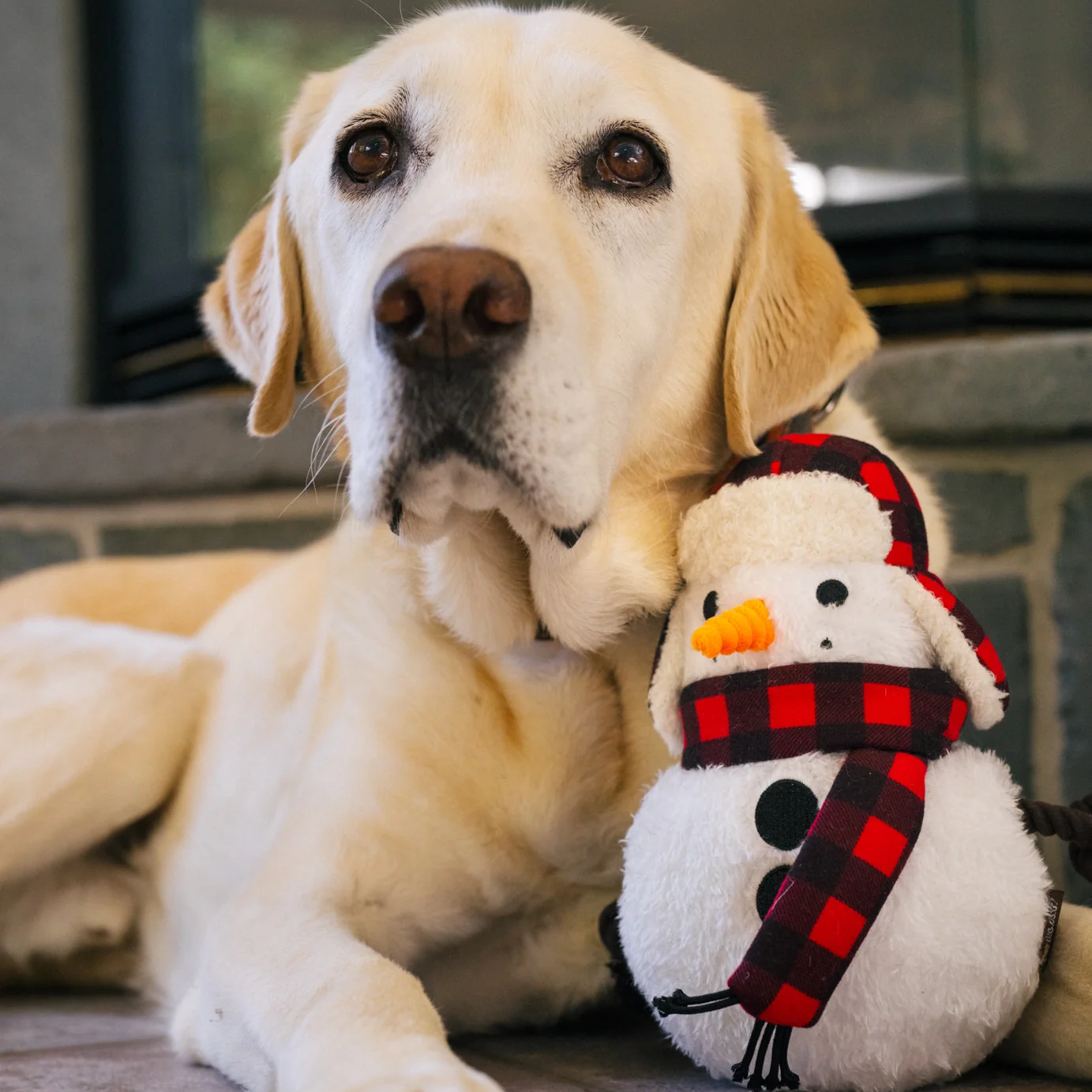 Jack Grrrost Dog Toy