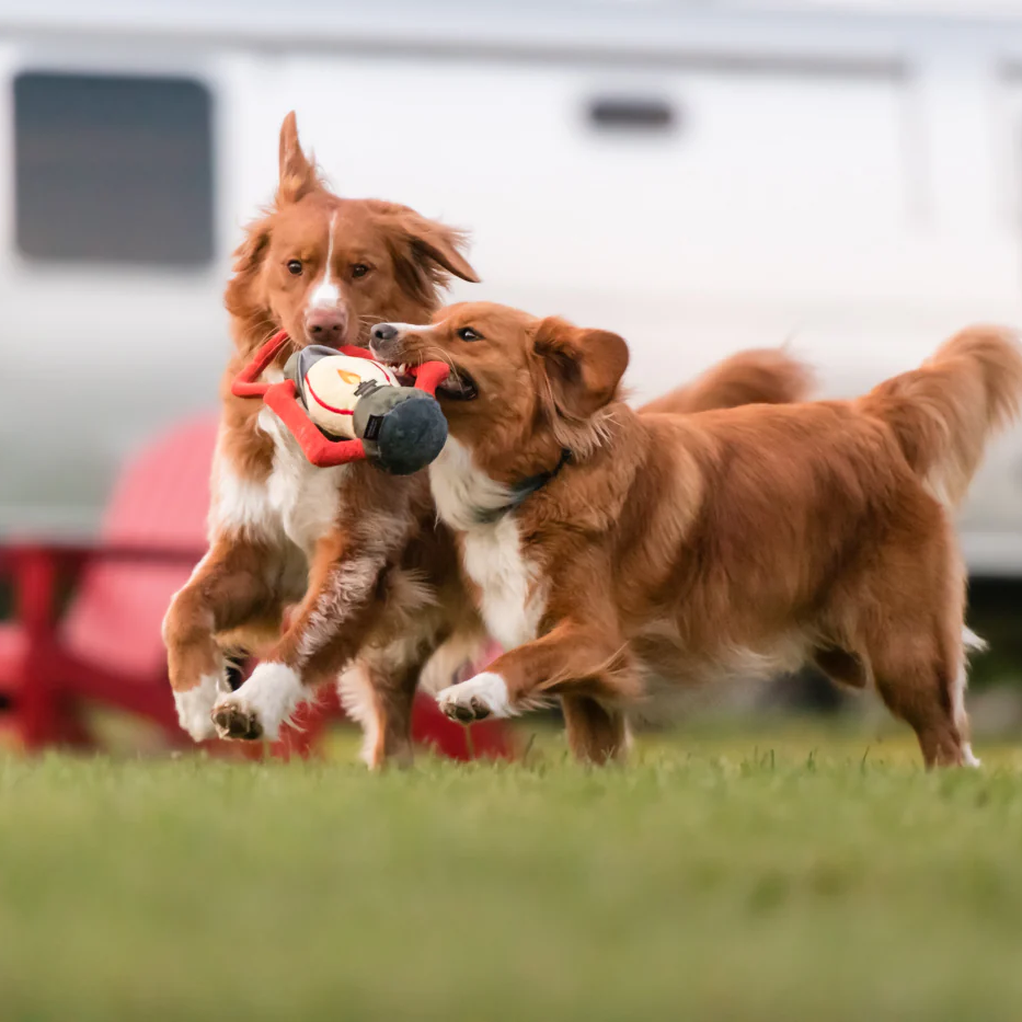 Pack Leader Lantern Dog Toy