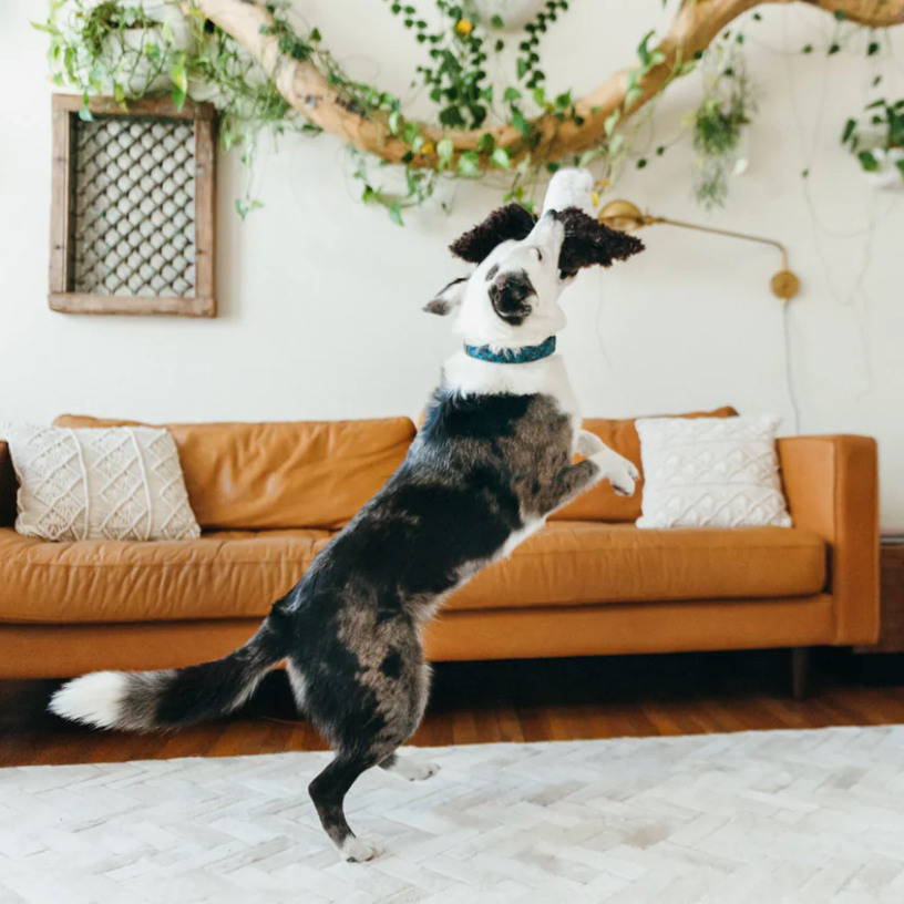 Fetching Flock Eagle Dog Toy