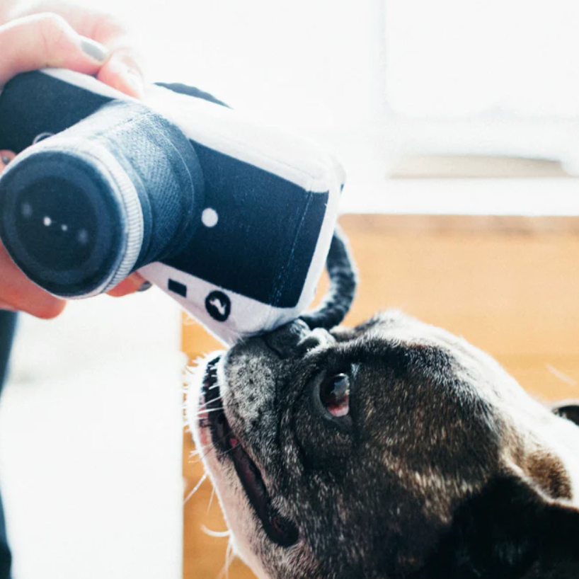 Camera Dog Toy
